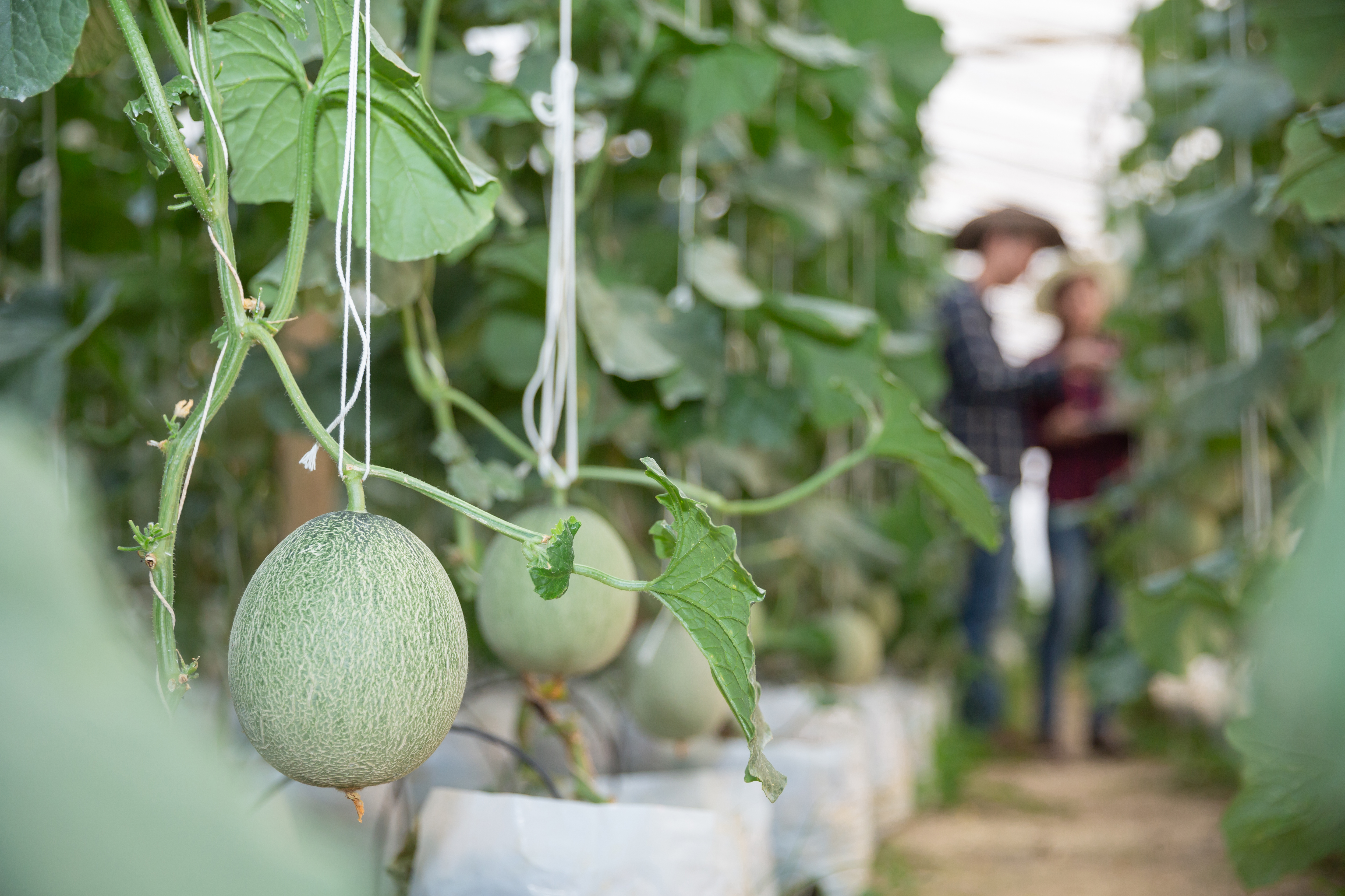 Melons growing in the Metis Garden greenhouse