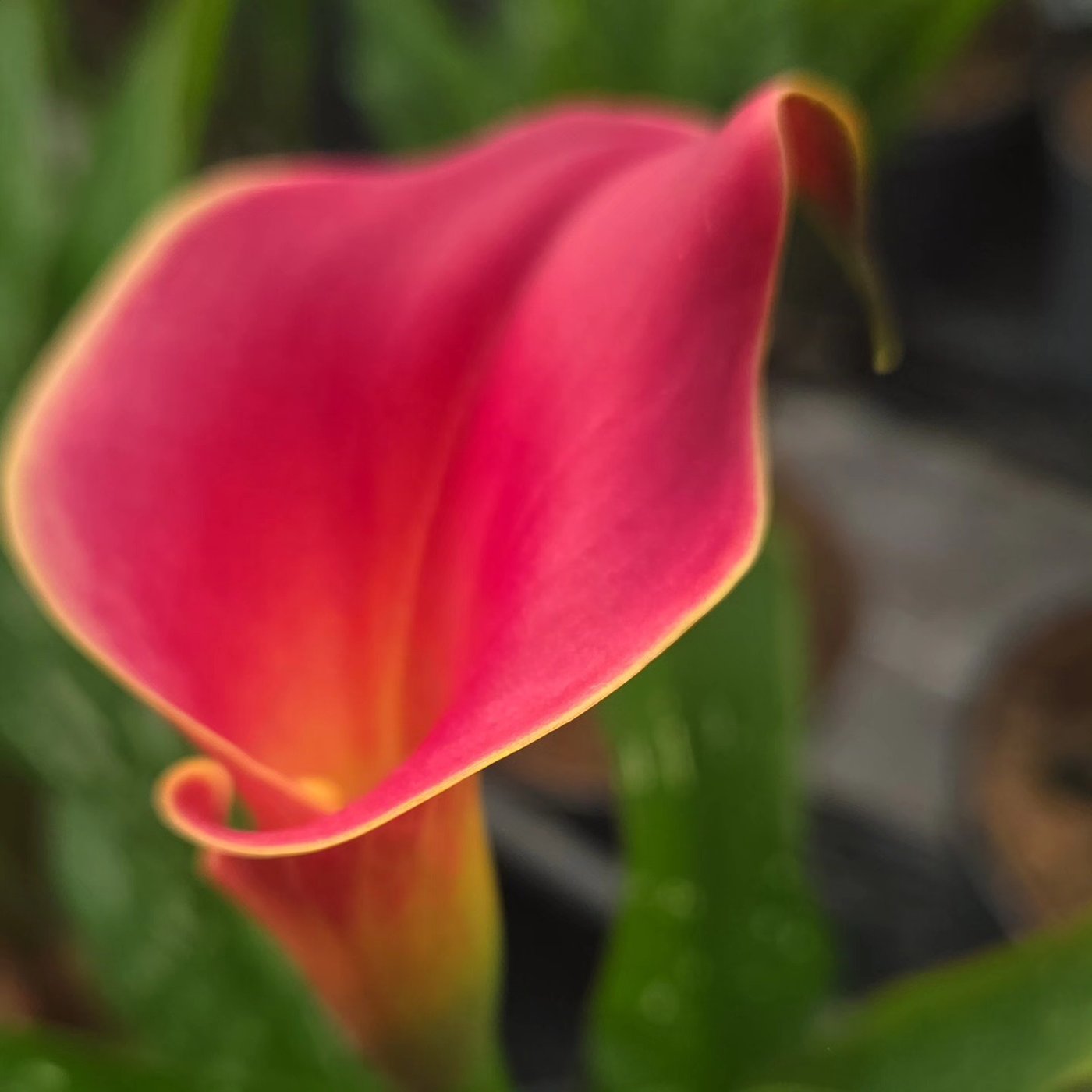 Розовая калла — фирменный цветок Metis Garden