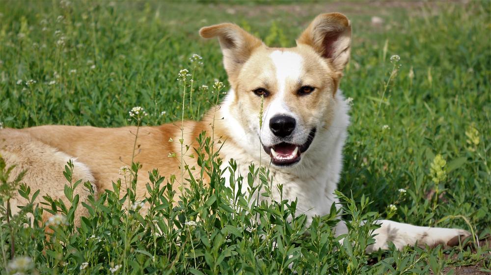 Gawrosh, the Metis Garden farm dog