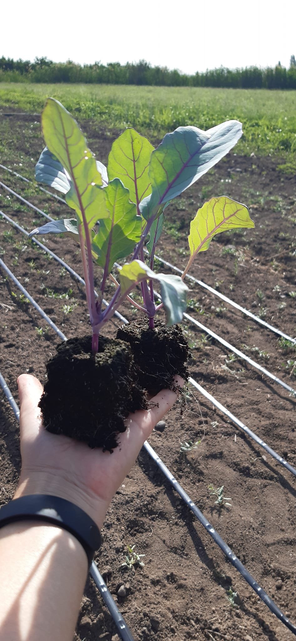 A seedling held above the field at Metis Garden